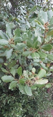 Laurus nobilis