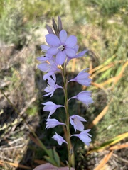Watsonia marginata