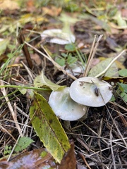 Stropharia caerulea