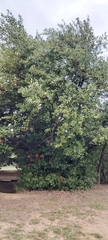 Laurus nobilis