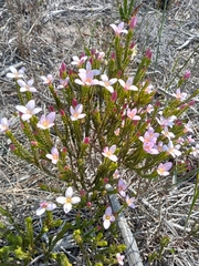 Lachnaea grandiflora