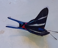 Rhetus arcius