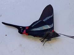 Rhetus arcius