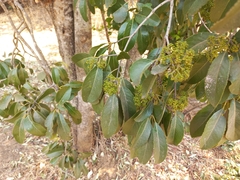 Image of Elaeodendron matabelicum