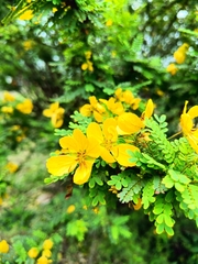 Senna auriculata