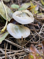 Stropharia caerulea