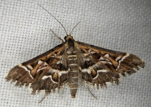 Diasemia reticularis