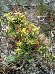 Gnidia juniperifolia