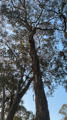 Eucalyptus globulus