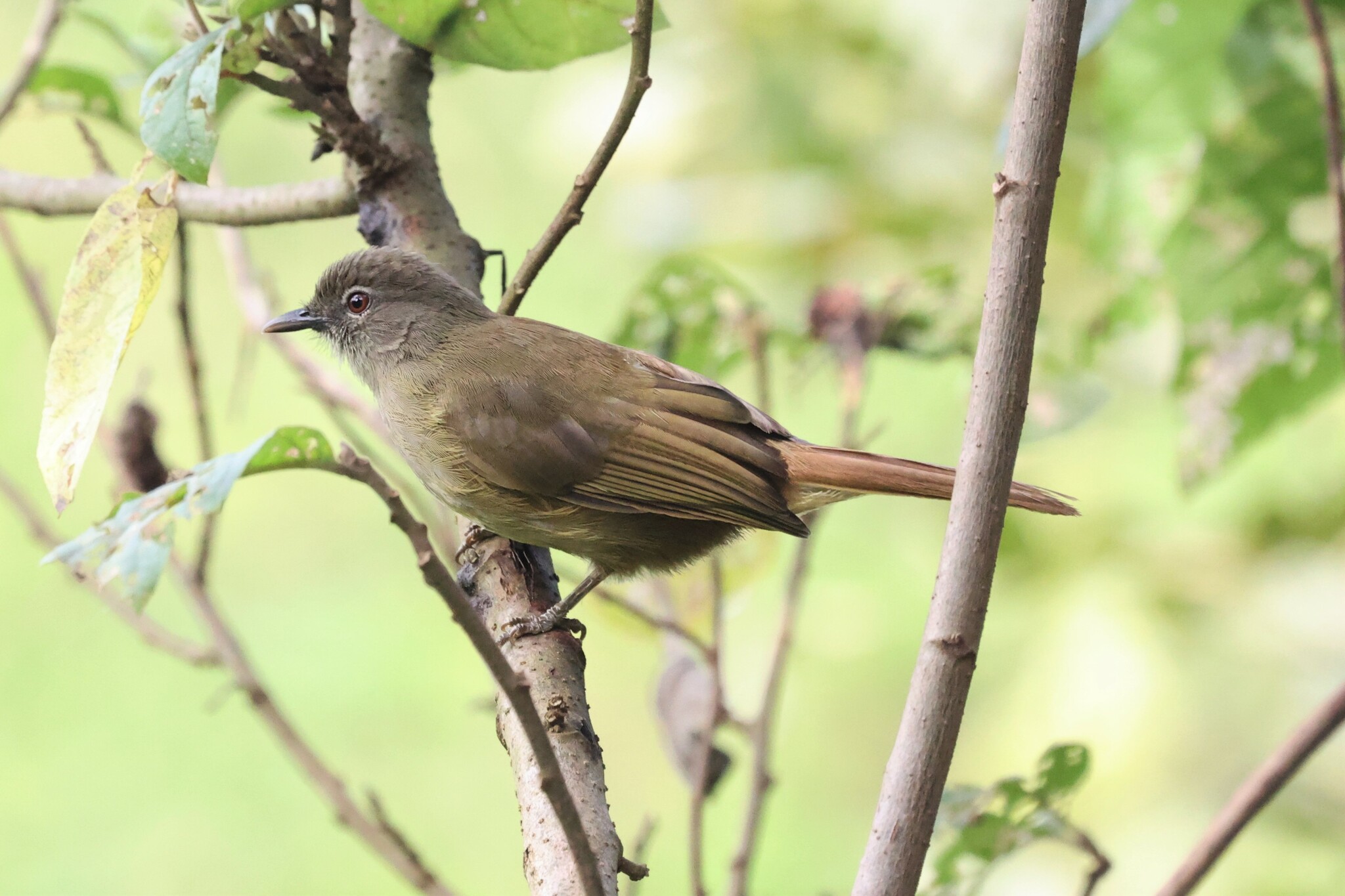 Plain Greenbul (Eurillas curvirostris), photo 3