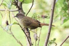 Eurillas curvirostris