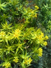 Gnidia juniperifolia