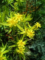 Gnidia juniperifolia