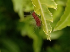 Thyrassia