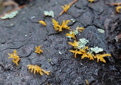 Calocera furcata