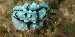 Phyllidiopsis shireenae