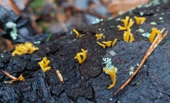Calocera furcata