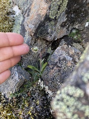 Silene uralensis uralensis