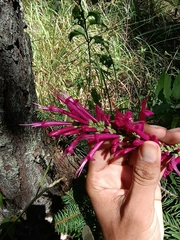 Salvia iodantha