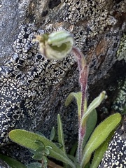 Silene uralensis uralensis