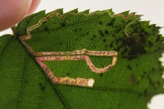 Stigmella aurella