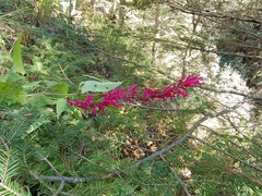 Salvia iodantha