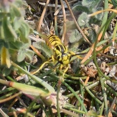 Vespula sulphurea
