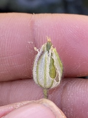 Silene uralensis uralensis