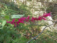 Salvia iodantha
