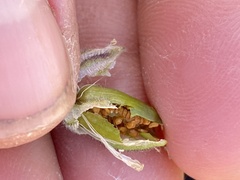 Silene uralensis uralensis