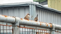 Passer montanus saturatus