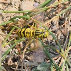 Vespula sulphurea