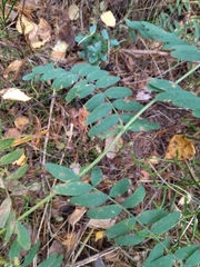 Vicia cassubica