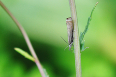 Chrysoteuchia culmella