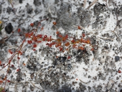 Drosera drummondii