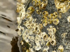 Balanomorpha