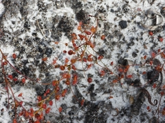 Drosera drummondii