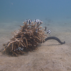 Emydocephalus annulatus