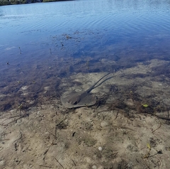 Hemitrygon fluviorum