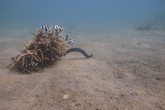 Emydocephalus annulatus