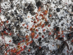 Drosera drummondii