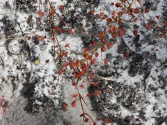 Drosera drummondii