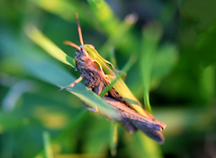 Omocestus