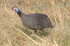 Numida meleagris coronatus