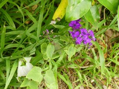 Pericallis × hybrida