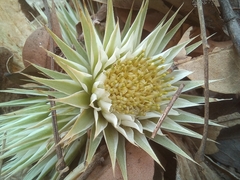 Macledium plantaginifolium