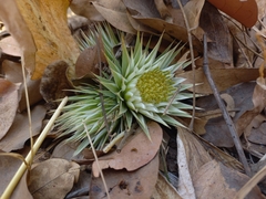 Macledium plantaginifolium