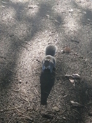 Sciurus carolinensis