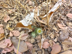Macledium plantaginifolium