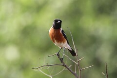 Saxicola torquatus